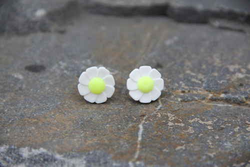 Kopretinové — foto 2
