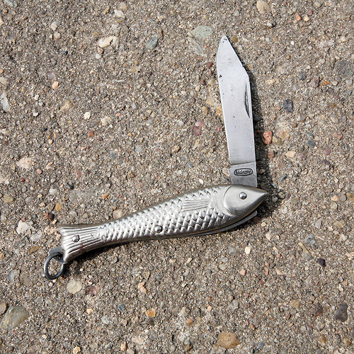 Kudla rybička — foto 3