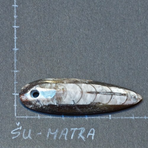 Orthoceras - přívěsek — foto 2