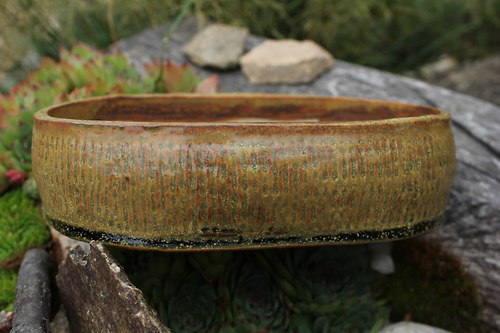 Bonsai miska ovál II. — foto 3