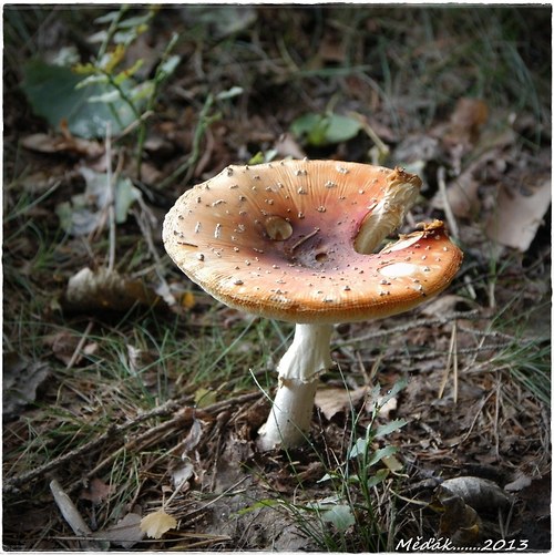 Sedmištráfek.... — foto 3