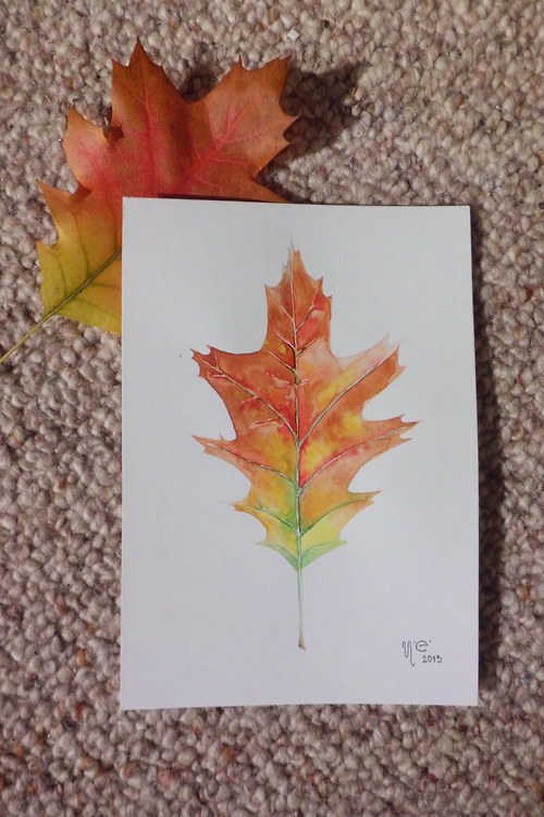 Quercus rubra. Akvarel — foto 2