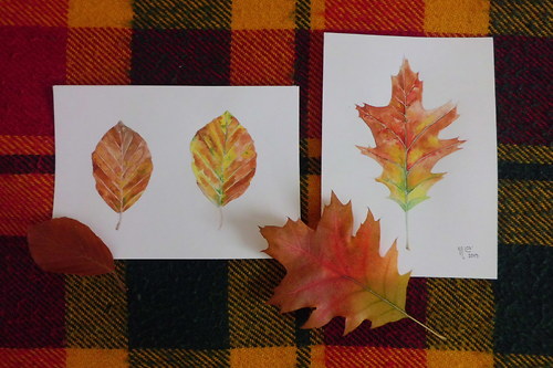 Quercus rubra. Akvarel — foto 3