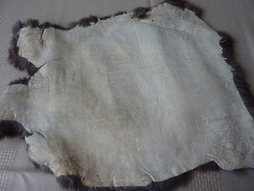 Králík — foto 2