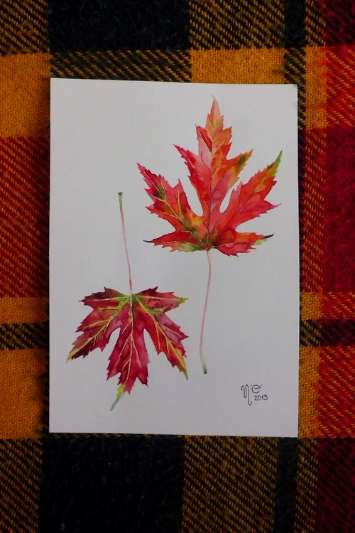 Acer saccharinum. Akvarel — foto 2