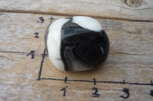 Mušlový kámen P2174 — foto 3