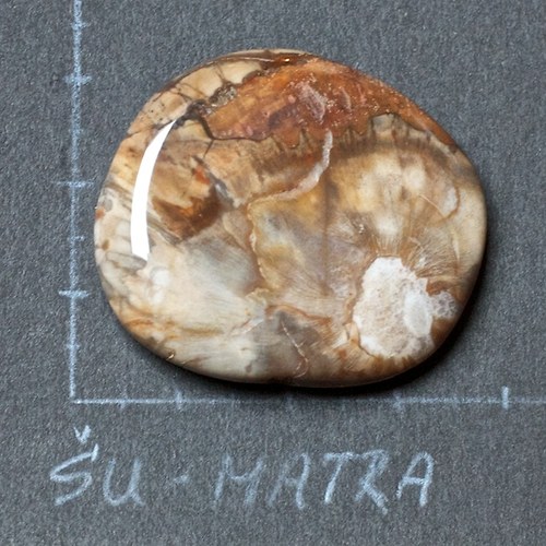 Zkamenělé dřevo — foto 2
