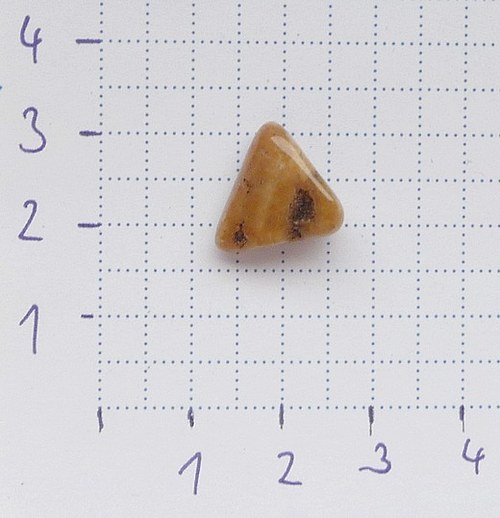 Zkamenělé dřevo — foto 2