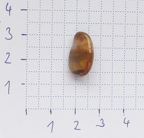 Zkamenělé dřevo — foto 2