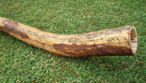 Didgeridoo - eburneus — foto 3