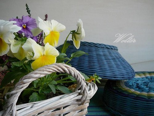 Mísa modrá velká - netradiční — foto 5