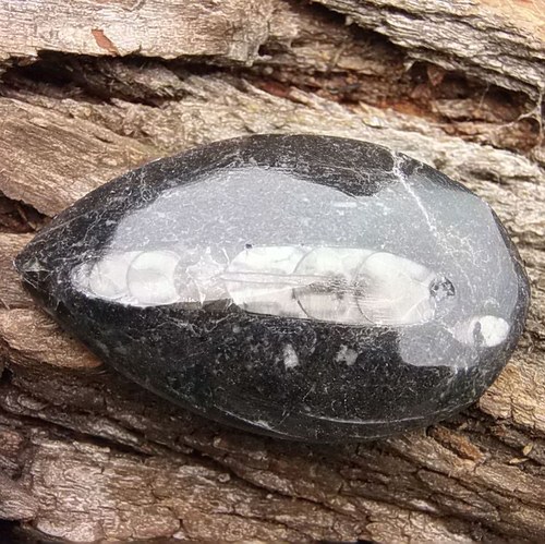 Orthoceras — foto 2
