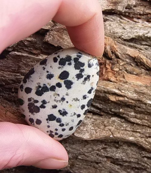 Jaspis dalmatin — foto 2