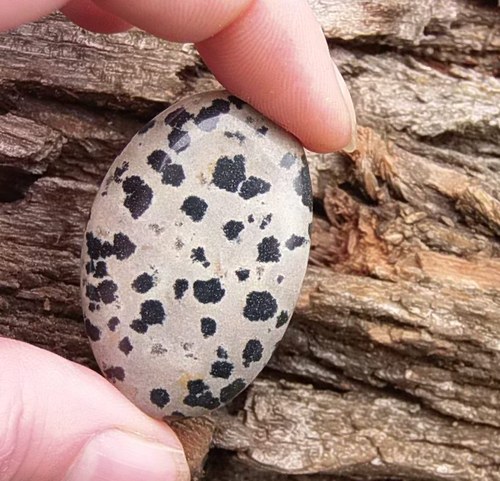 Jaspis dalmatin — foto 2