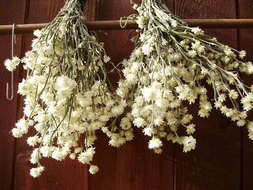 Slaměnka křídlatá - Pískožil — foto 5