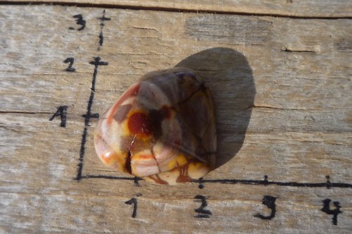 Ryolit "ptačí oko" P2441 — foto 2