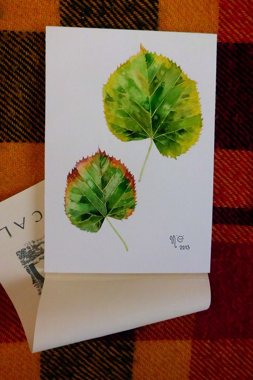 Tilia anebo lípa. Akvarel — foto 2
