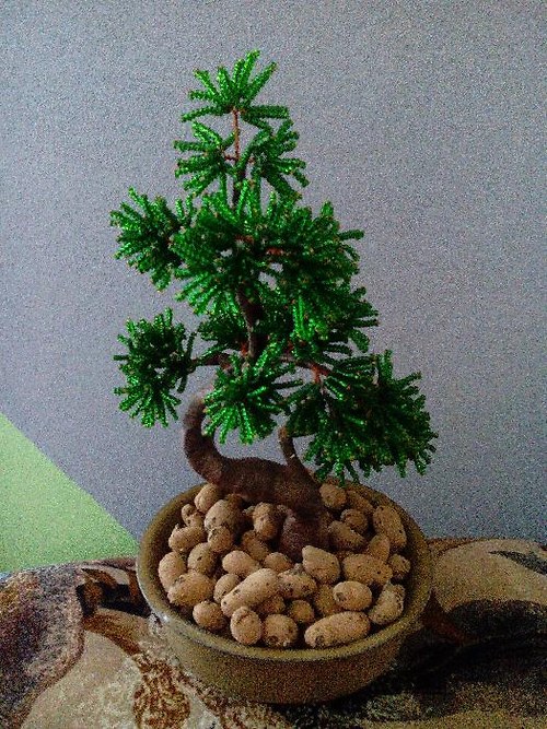 Bonsaj jehličnan — foto 2