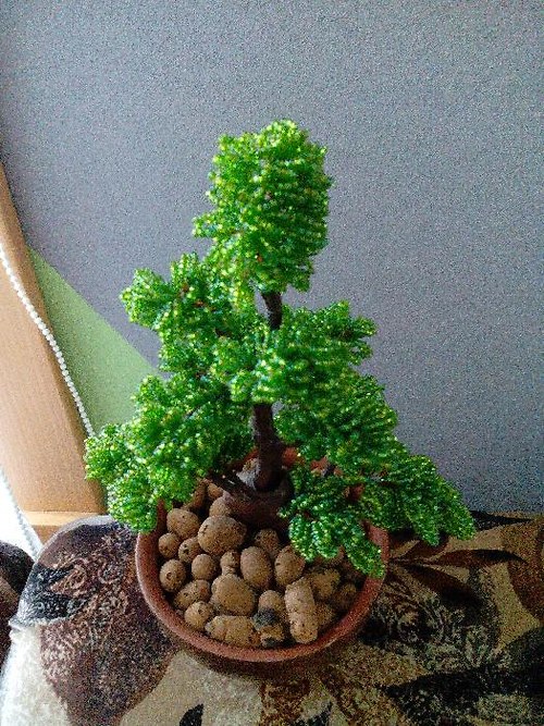 Bonsaj listnatá — foto 2
