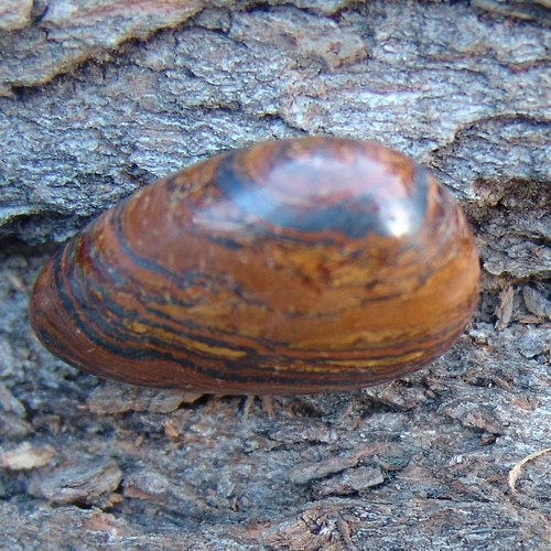 Tygří železo - placka 250 — foto 2