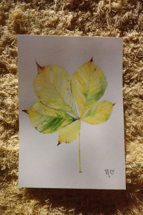 Aesculus hippocastanum. Akvarel na A5 — foto 3