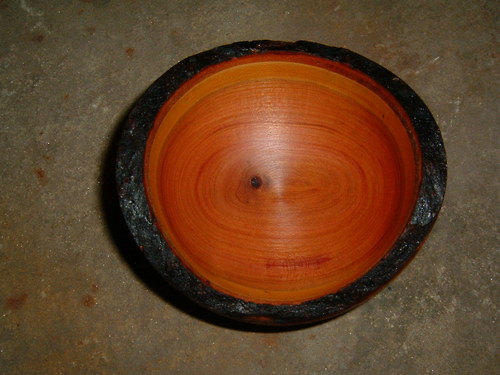 Švestkůrovka — foto 2