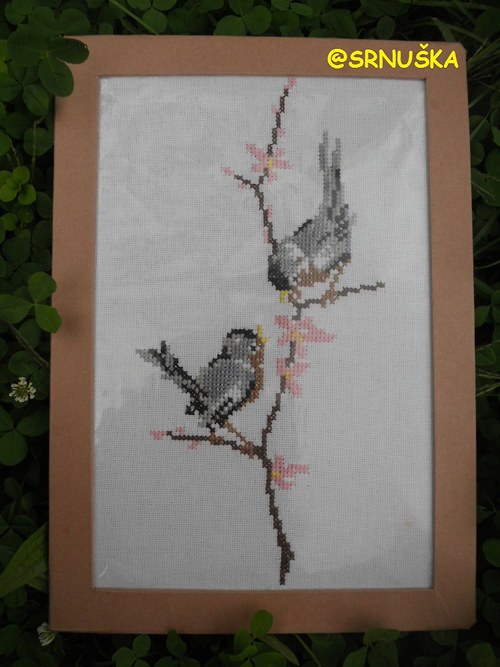 Vtáčie zásnuby — foto 2