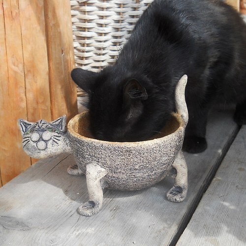 Miska pro kočku — foto 2