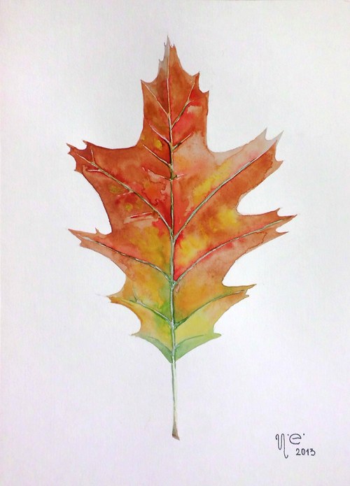 Quercus rubra. Magnet 56mm. — foto 3