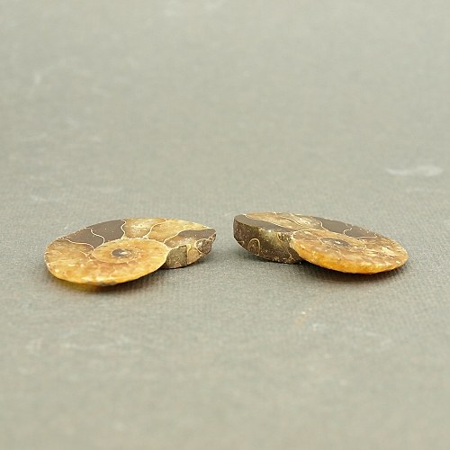 Amonit - fosílie — foto 3