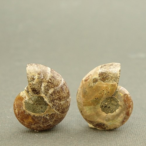 Amonit - fosílie — foto 2