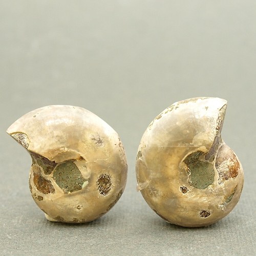 Amonit - fosílie — foto 2
