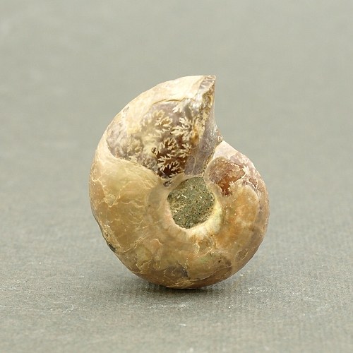 Amonit - fosílie — foto 2