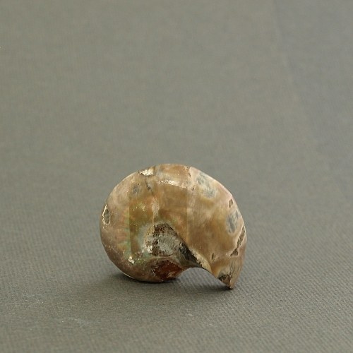 Amonit - fosílie — foto 2