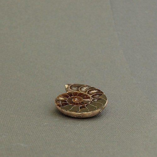 Amonit - fosílie — foto 3