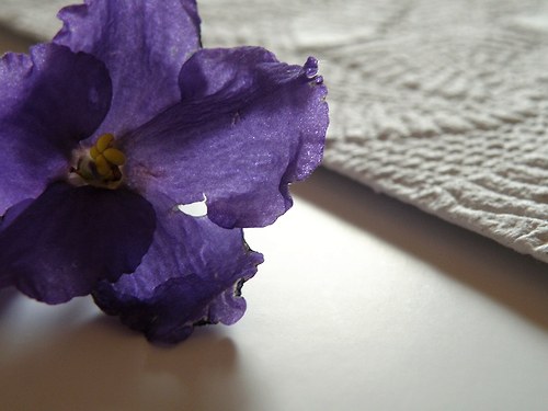Přání A5 / Krajka — foto 4
