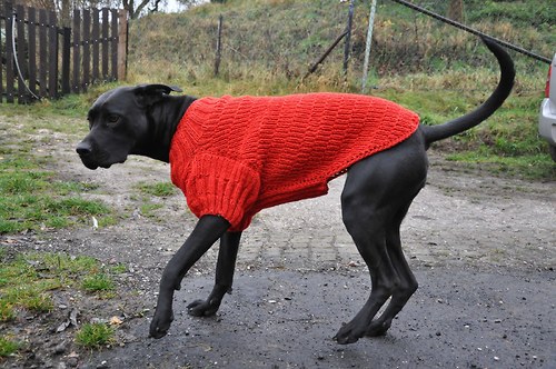 Pro boxerku — foto 4