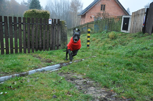Pro boxerku — foto 6