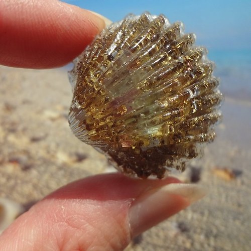 "Maličká fluoritová" - mušlička orgonit — foto 3