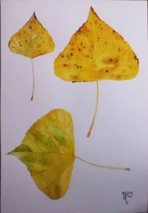 Populus nigra. Akvarel na A5 — foto 2