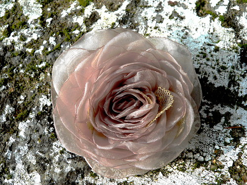Where the wild roses grow - sponečka — foto 3