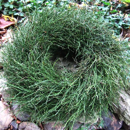 Věnec-Borůvkový obr(55cm!) — foto 5