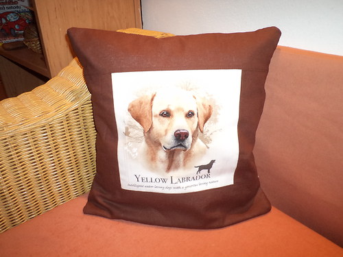Labrador — foto 2