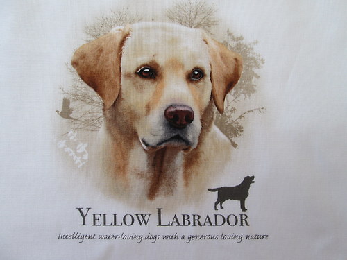Labrador — foto 3