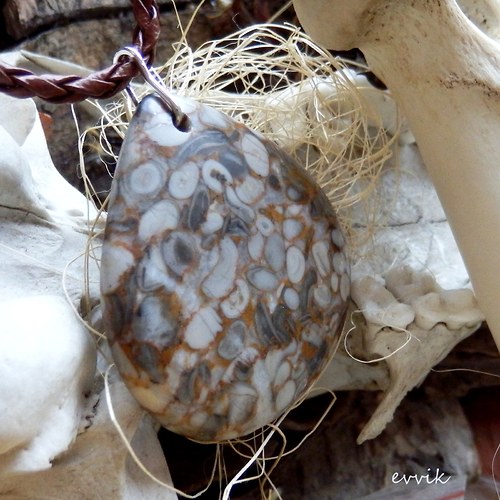 Prvohorní crinoidy — foto 2