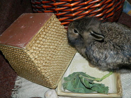 Fešák okenní — foto 3