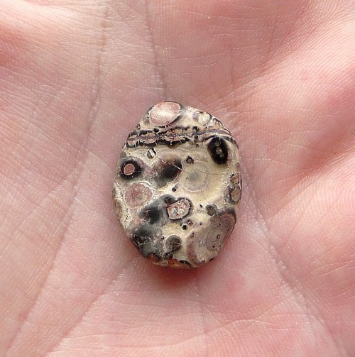 Jaspis leopard — foto 2