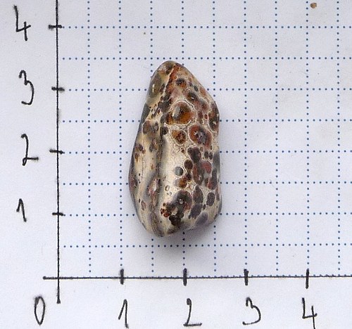 Jaspis leopard — foto 2