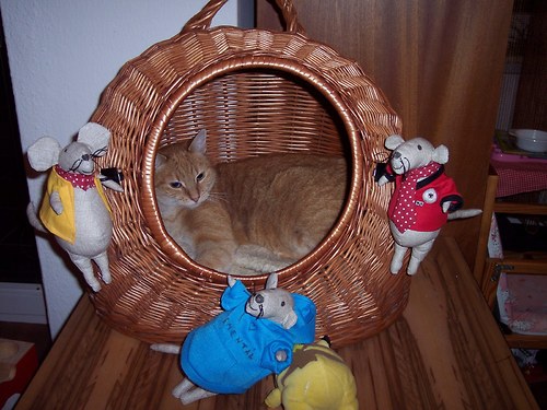 Velká sýrová loupež — foto 2