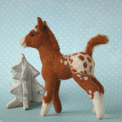 Hříbátko Appaloosa — foto 2